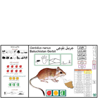 گونه جربیل بلوچی  Baluchistan Gerbil